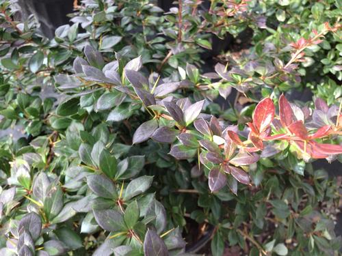 Berberis x media (Red Jewel Barberry)