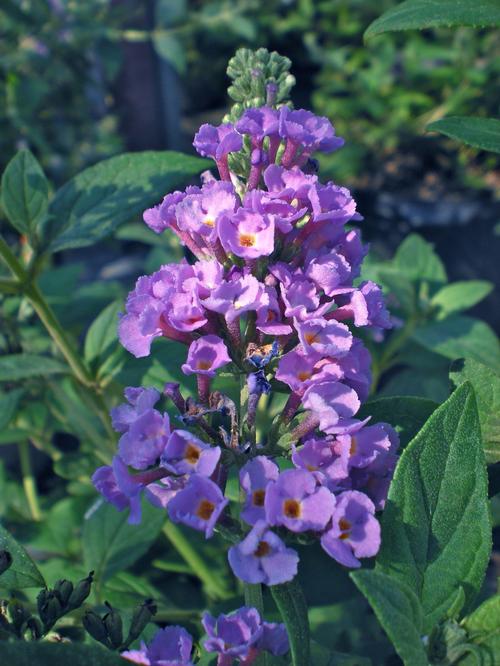 Buddleia davidii (Ellen's Blue Buddleia)