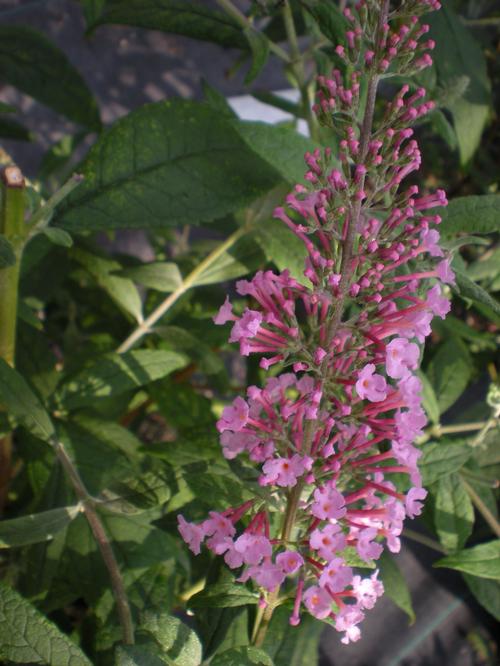 Buddleia davidii (Pink Delight Buddleia)