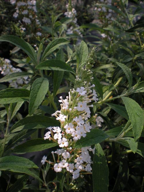 Buddleia davidii (White Bouquet Butterfly Bush)