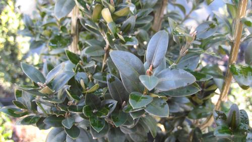 Buxus sempervirens (Dee Runk Boxwood)