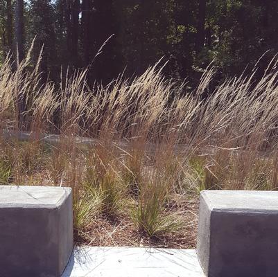 Calamagrostis x acutiflora (Karl Foerster Reed Grass)