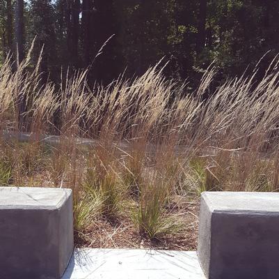 Calamagrostis x acutiflor 'Karl Foerster' (Karl Foerster Grass)