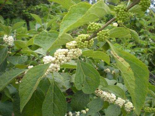 Callicarpa americana (White American Beauty Berry)