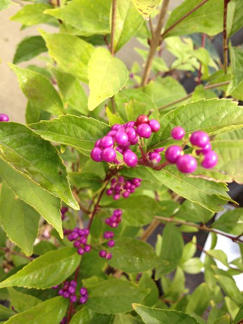 Callicarpa dichotoma (Issai Purple Beautyberry)