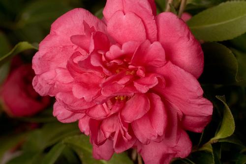 Camellia sasanqua (Alabama Beauty™ Camellia)