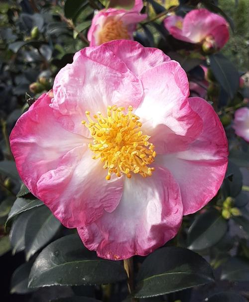 Camellia sasanqua (Apple Blossom Camellia)