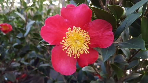 Camellia sasanqua 'Yuletide' (Yuletide Sasanqua)