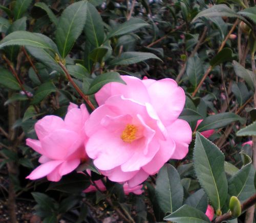 Camellia x (Taylor's Perfection Camellia)