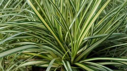 Carex oshimensis 'Evergold' (Evergold Carex)