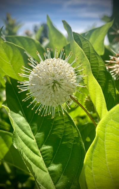 Cephalanthus occidentalis 'Sputnik'