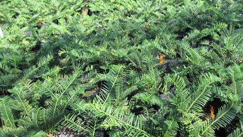 Cephalotaxus harringtonia (Fritz Huber Plum Yew)