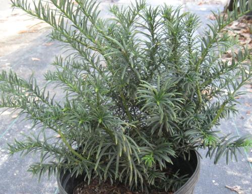 Cephalotaxus harringtonia 'McCorkle' (McCorkle Plum Yew)