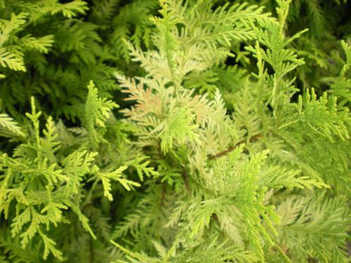 Chamaecyparis obtusa (Crippsi Hinoki Cypress)