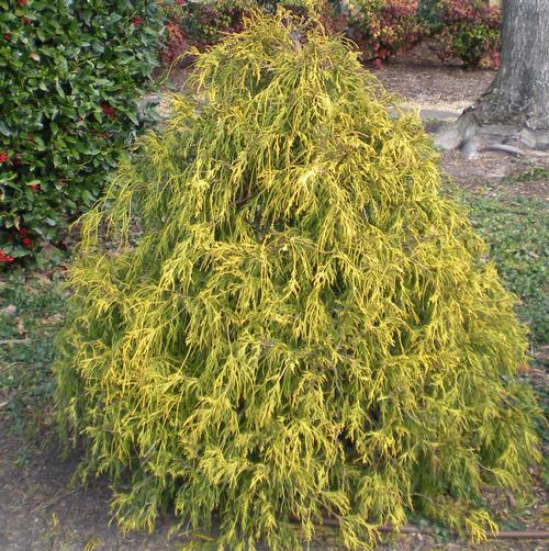 Chamaecyparis pisifera (Gold Mop False Cypress)