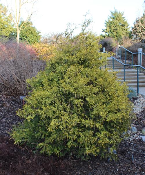 Chamaecyparis pisifera (Vintage Gold Cypress)