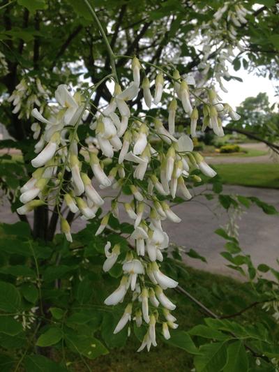 Cladrastis kentukea (American Yellowwood)