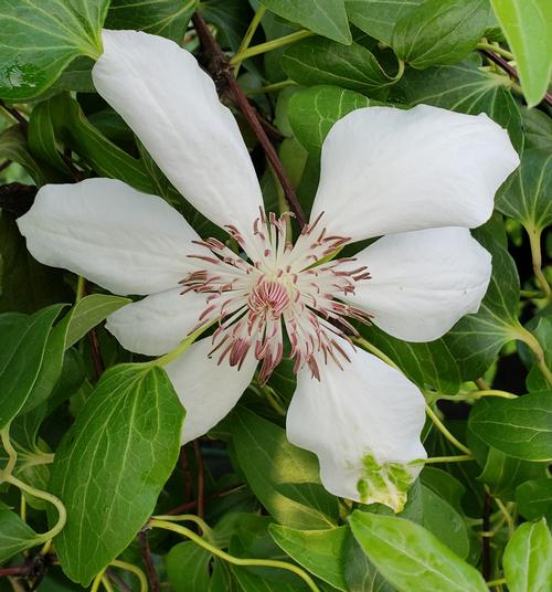 Clematis x 'Henryii' (Henryii Clematis)