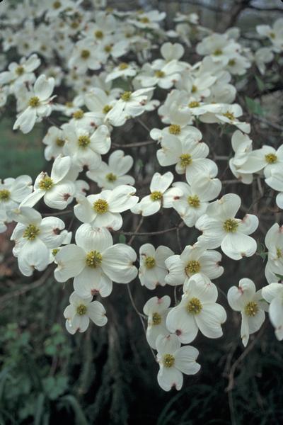 Cornus florida (Cloud 9 Dogwood)