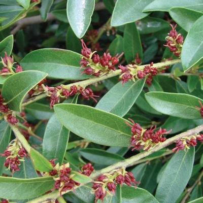 Distylium 'Vintage Jade'