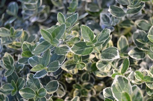 Euonymus fortunei 'Emerald Gaiety' (Emerald Gaiety Euonymus)