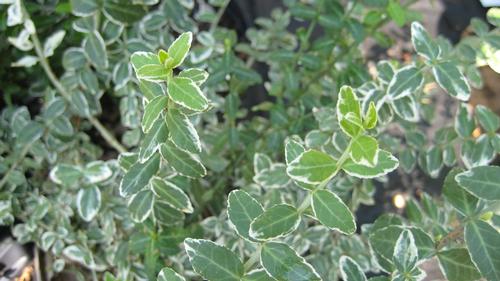 Euonymus fortunei 'Gracilis' (Variegated Wintercreeper)