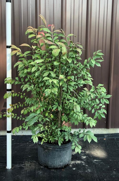 Euonymus alatus (Burning Bush)