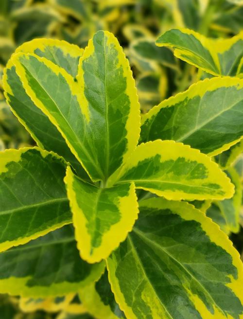 Euonymus japonicus (Golden Euonymus)