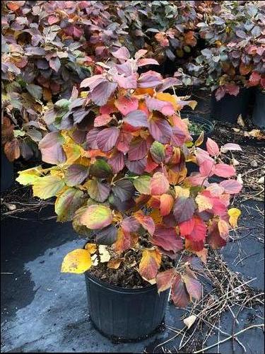 Fothergilla major 'Mt. Airy' (Mt. Airy Fothergilla)