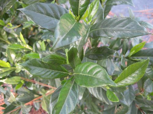 Gardenia jasminoides (August Beauty Gardenia)