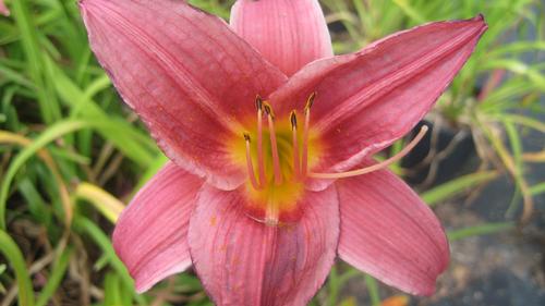 Hemerocallis x (Little Business Daylily)