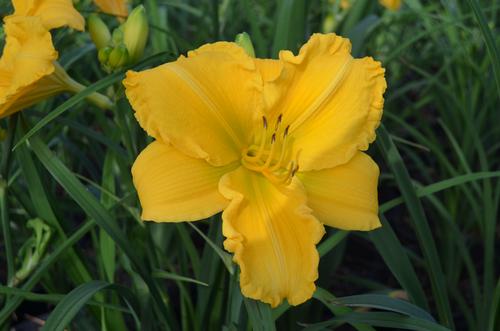 Hemerocallis x (Star Struck Daylily)
