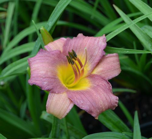 Hemerocallis x (Purple D'Oro Daylily)