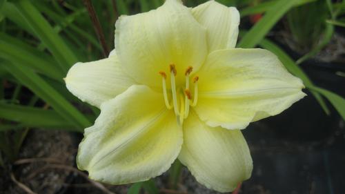 Hemerocallis x (Fragrant Returns Daylily)