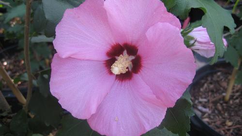 Hibiscus syriacus 'Aphrodite'