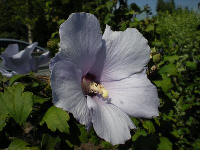 Hibiscus syriacus (Blue Bird Rose of Sharon)