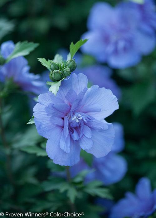 Hibiscus syriacus (Blue Chiffon Rose of Sharon)
