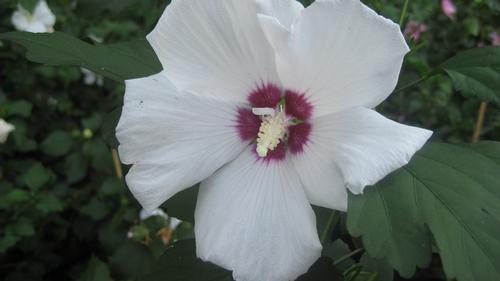 Hibiscus syriacus (Lohengrin Rose of Sharon)