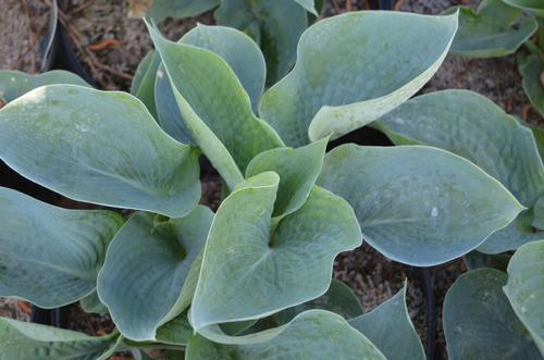 Hosta x (Blue Mountain Hosta)