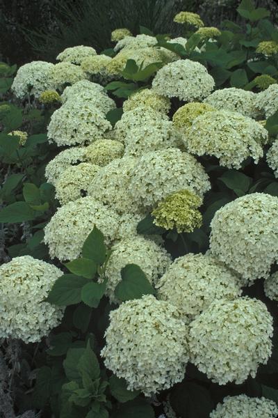 Hydrangea arborescens 'Annabelle' (Annabelle Hydrangea)