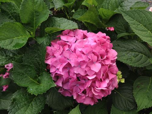 Hydrangea macrophylla 'Bottstein'