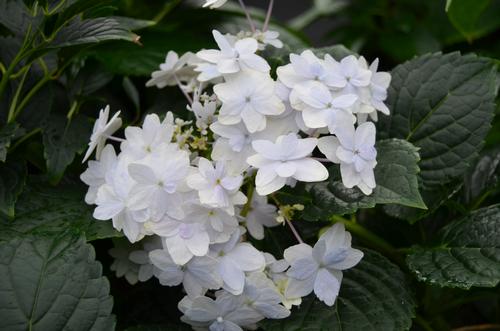 Hydrangea macrophylla (Fuji Waterfall Hydrangea)
