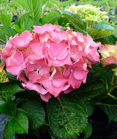Hydrangea macrophylla (Glowing Embers Hydrangea)