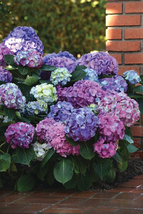 Hydrangea macrophylla 'L.A. Dreaming' (L.A. Dreaming Hydrangea)