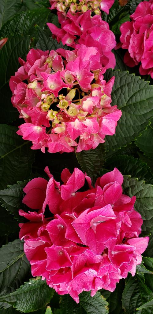 Hydrangea macrophylla (Red Star Hydrangea)
