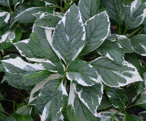 Hydrangea macrophylla (Variegata Hydrangea)