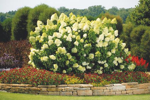 Hydrangea paniculata 'Limelight'