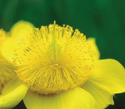 Hypericum frondosum 'Sunburst' (Sunburst St. John's Wort)