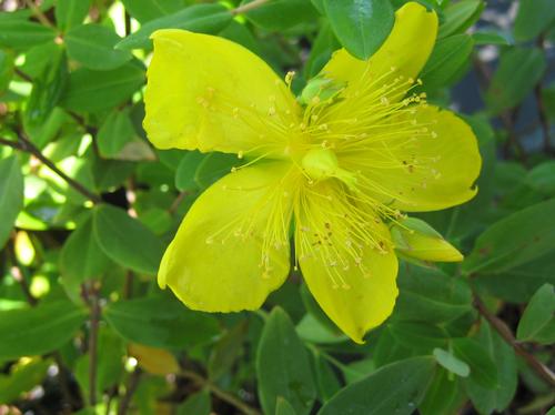 Hypericum patulum (Hidcote St. John's Wort)