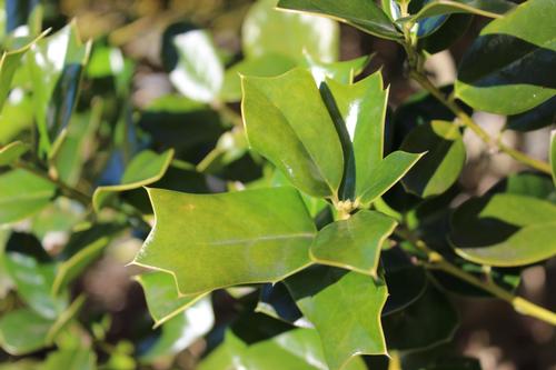 Ilex cornuta 'Fine Line' (Fine Line Holly)